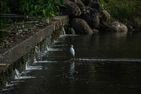 Small irrigation dam with water flowing.の写真素材