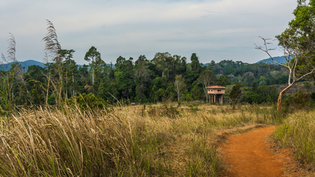 landscape of  Meadow with tree , Khao Yai National Park  Thailand .の写真素材