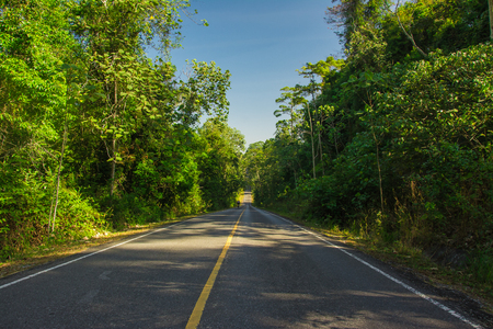 Road cut through the forest.の写真素材