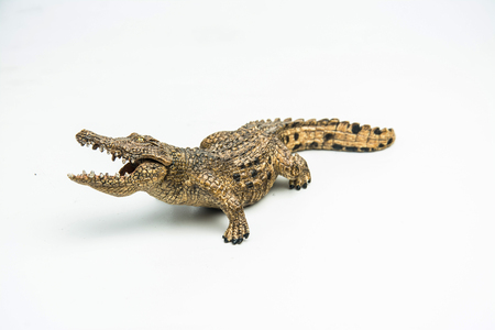crocodile on white background .の写真素材