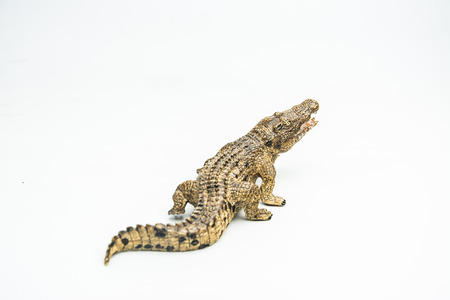 crocodile on white background .の写真素材