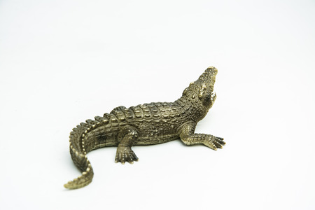 crocodile on white background .の写真素材