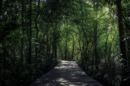 Tapom in Krabi Thailand .の写真素材
