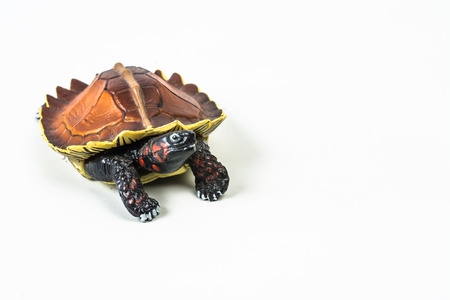turtle on white background .