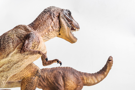 dinosaur , Tyrannosaurus with Apatosaurus  on white background .の写真素材