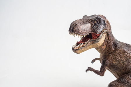 dinosaur , T-rex  , Tyrannosaurus on white backgroundの写真素材
