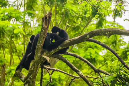 gibbon on the tree .の写真素材
