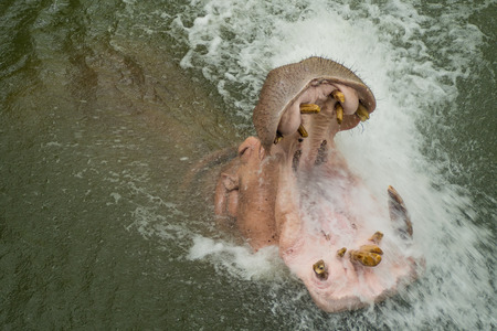 Hippopotamus in the water .の写真素材