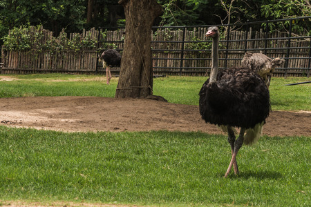 Cute african ostrich walking .の写真素材