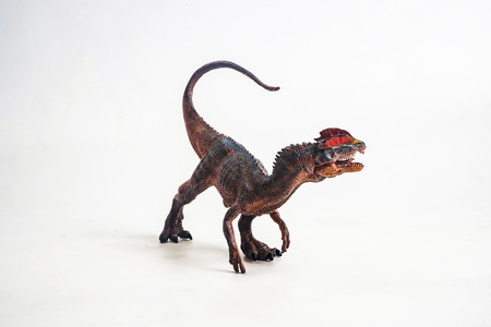 dinosaur , Dilophosaurus on white background .