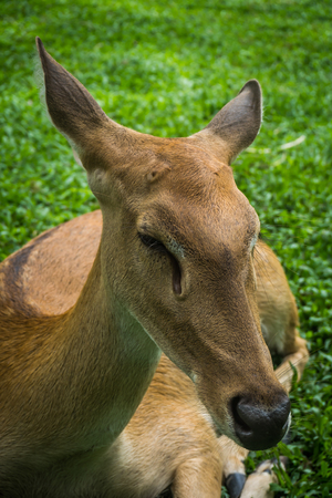 Deer relax in the shade of the park. .の写真素材