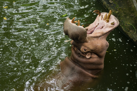 Hippopotamus in the water .の写真素材