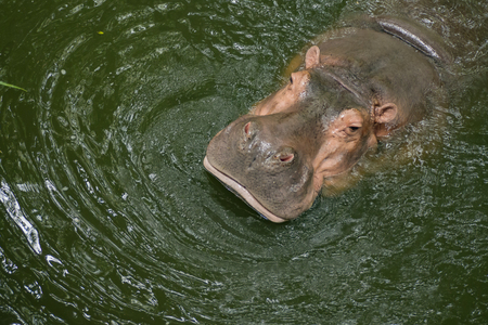 Hippopotamus in the water .