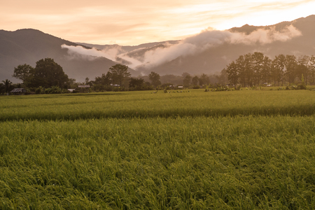 landscape Paddy rice field with sky in Twilight time .の写真素材