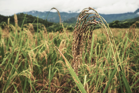 landscape Paddy rice field .の写真素材