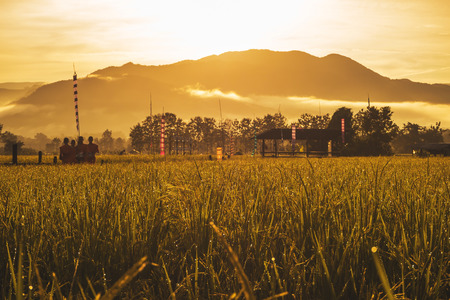 Paddy rice field  in Thailand .の写真素材
