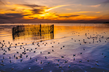 Twilight sunset with sea and seagulls at Bang Pu, Thailandの写真素材