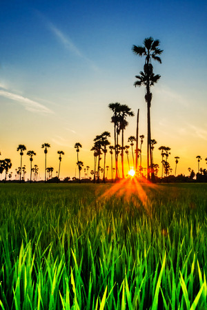 Landscape Sugar palm  trees  and Rice field with sunset  .の写真素材