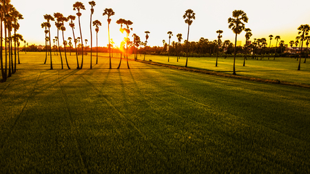 Landscape Sugar palm  trees  and Rice field  .の写真素材
