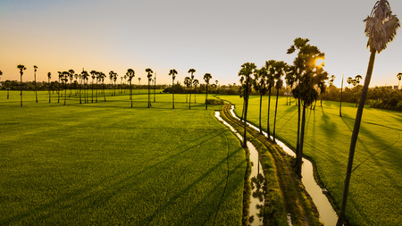 Landscape Sugar palm  trees  and Rice field  .の写真素材
