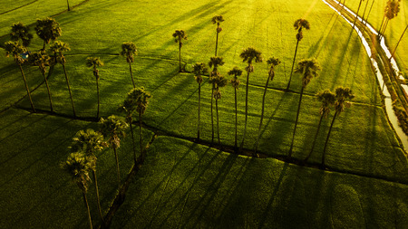 Landscape Sugar palm  trees  and Rice field  .の写真素材
