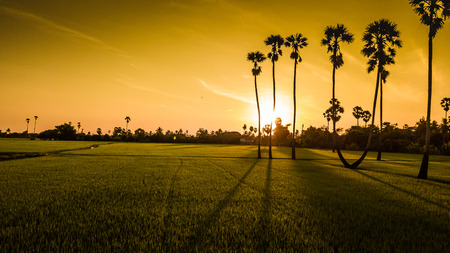 Landscape Sugar palm  trees  and Rice field  .の写真素材