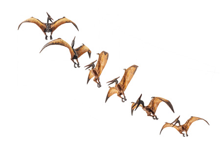 Pteranodon (Pterodactyl) Dinosaur on white background   .の写真素材