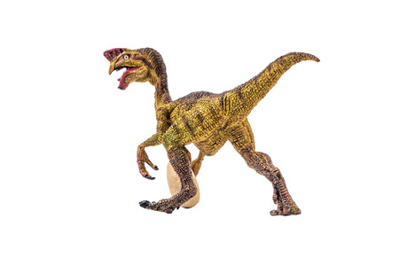 Oviraptor  Dinosaur on white backgroundの写真素材