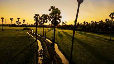 Landscape Sugar palm  trees  and Rice field  .の写真素材