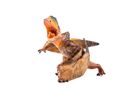 Tupuxuara (Pterodactyl) Dinosaur on white   background .の写真素材