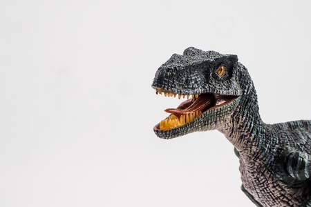 Velociraptor  ,dinosaur on white background  .の写真素材