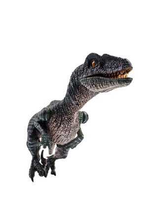 Velociraptor  ,dinosaur on white background  .の写真素材