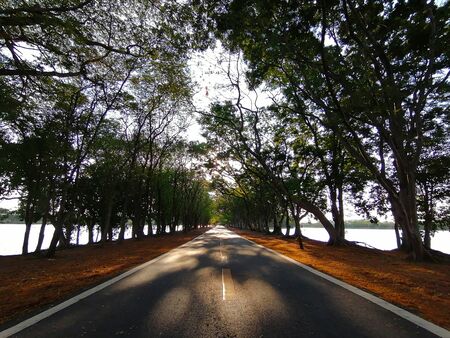 Road in the park