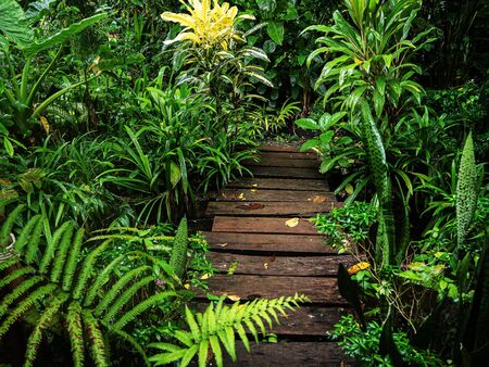 The pathway in the garden is invigorating. .