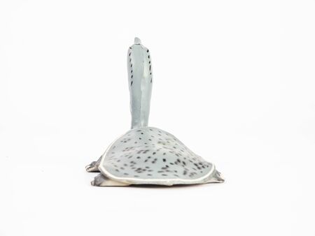 turtle on white background  .