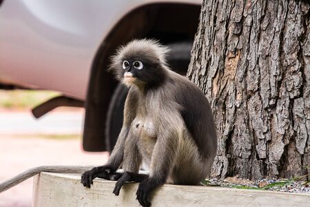 Dusky leaf monkey in Thailand.