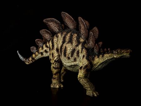 Stegosaurus Dinosaur on black background  .の写真素材