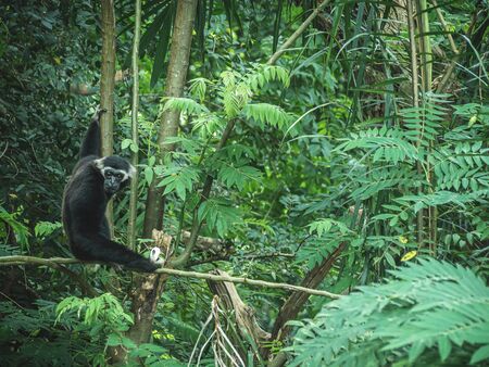 Gibbon on the tree .の写真素材