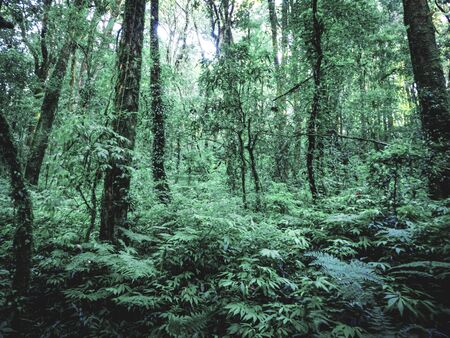 Rainforest in Doi Inthanon National Park , Thailand .