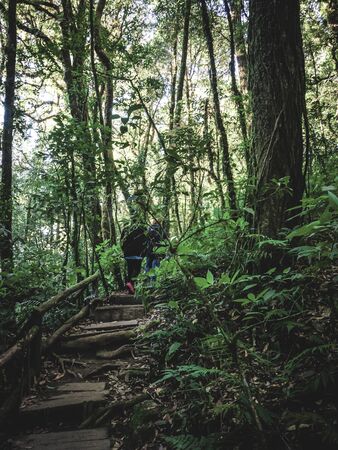 Rainforest in Doi Inthanon National Park , Thailand .の写真素材