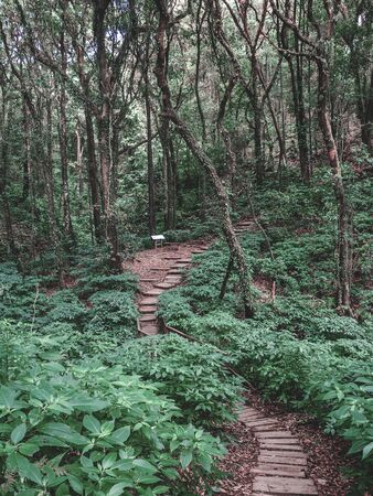 Rainforest in Doi Inthanon National Park , Thailand .