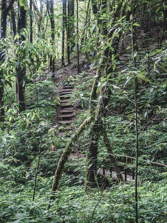 Rainforest in Doi Inthanon National Park , Thailand .