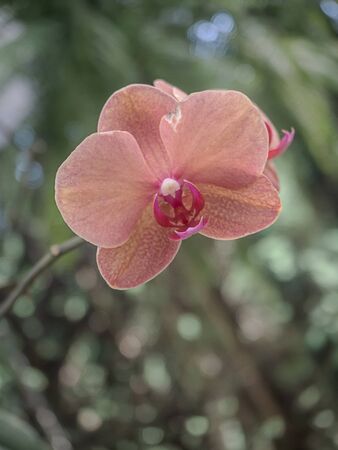 Beautiful orchids in the garden .の写真素材
