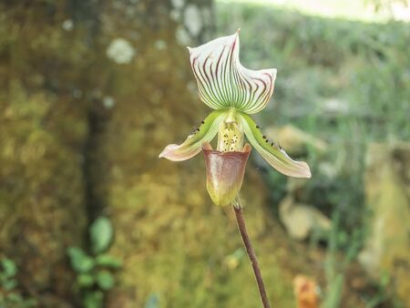 Beautiful Paphiopedilum in the garden.の写真素材