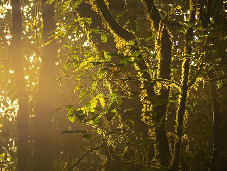 Morning sun shining through the forest .