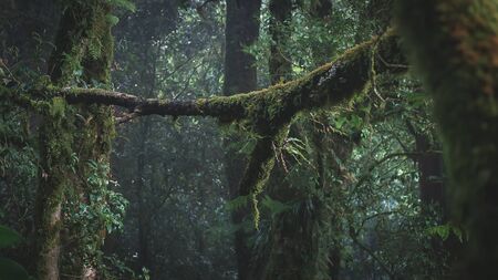 Rainforest in Doi Inthanon National Park , Thailand .