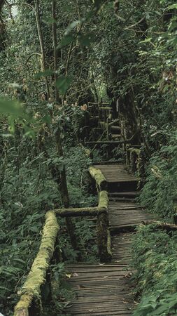 Rainforest in Doi Inthanon National Park , Thailand .