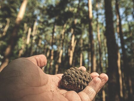 Pine cone on hand with nature background, travel concept.の写真素材
