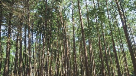 pine forest in Doi Inthanon National Park , Thailand  .の写真素材