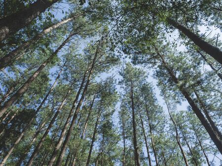 pine forest in Doi Inthanon National Park , Thailand  .